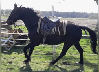 Oldenburgo, Caballo castrado, 8 años, 162 cm, Castaño oscuro