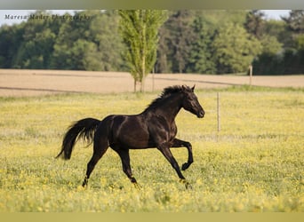 Oldenburgo, Caballo castrado, 8 años, 164 cm, Negro