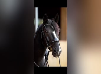 Oldenburgo, Caballo castrado, 8 años, 165 cm, Negro