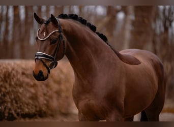 Oldenburgo, Caballo castrado, 8 años, 166 cm, Castaño oscuro