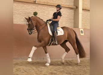 Oldenburgo, Caballo castrado, 8 años, 167 cm, Alazán