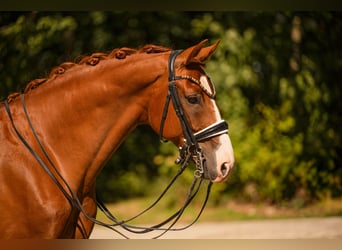 Oldenburgo, Caballo castrado, 8 años, 167 cm, Alazán