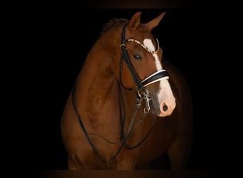 Oldenburgo, Caballo castrado, 8 años, 167 cm, Alazán