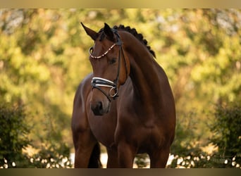 Oldenburgo, Caballo castrado, 8 años, 167 cm, Castaño