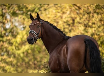 Oldenburgo, Caballo castrado, 8 años, 167 cm, Castaño
