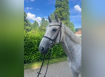 Oldenburgo, Caballo castrado, 8 años, 167 cm, Tordo