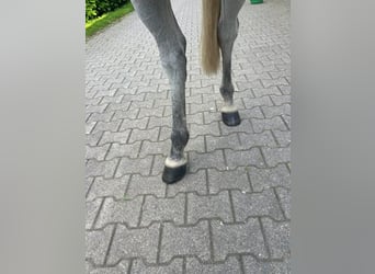 Oldenburgo, Caballo castrado, 8 años, 167 cm, Tordo