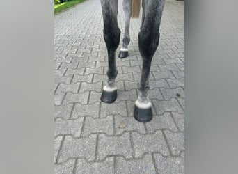 Oldenburgo, Caballo castrado, 8 años, 167 cm, Tordo