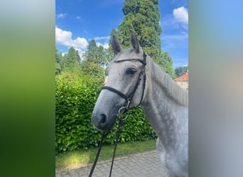 Oldenburgo, Caballo castrado, 8 años, 167 cm, Tordo