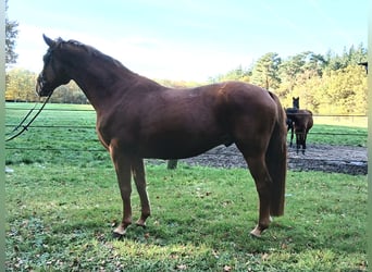 Oldenburgo, Caballo castrado, 8 años, 168 cm, Alazán