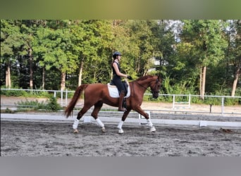 Oldenburgo, Caballo castrado, 8 años, 168 cm, Alazán-tostado