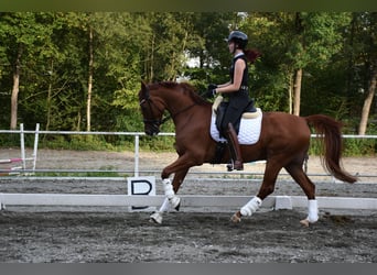 Oldenburgo, Caballo castrado, 8 años, 168 cm, Alazán-tostado