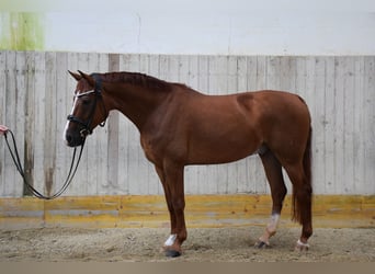 Oldenburgo, Caballo castrado, 8 años, 168 cm, Alazán-tostado