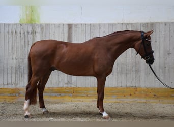 Oldenburgo, Caballo castrado, 8 años, 168 cm, Alazán-tostado