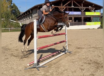 Oldenburgo, Caballo castrado, 8 años, 168 cm, Castaño oscuro