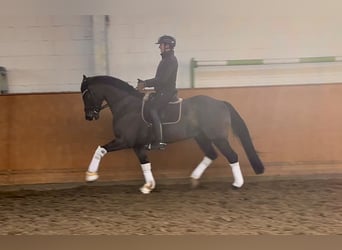 Oldenburgo, Caballo castrado, 8 años, 168 cm, Morcillo