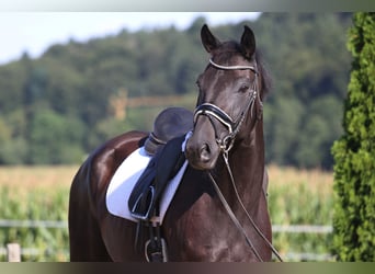 Oldenburgo, Caballo castrado, 8 años, 168 cm, Negro