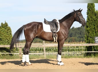 Oldenburgo, Caballo castrado, 8 años, 168 cm, Negro