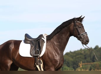 Oldenburgo, Caballo castrado, 8 años, 168 cm, Negro