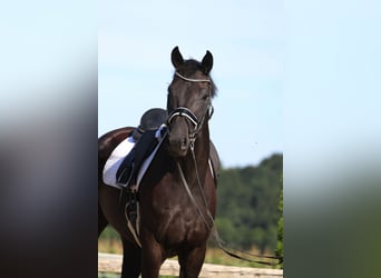 Oldenburgo, Caballo castrado, 8 años, 168 cm, Negro