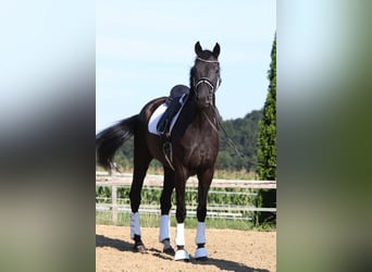 Oldenburgo, Caballo castrado, 8 años, 168 cm, Negro