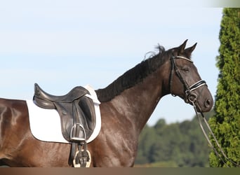 Oldenburgo, Caballo castrado, 8 años, 168 cm, Negro