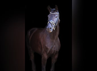 Oldenburgo, Caballo castrado, 8 años, 168 cm, Negro
