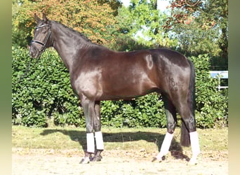 Oldenburgo, Caballo castrado, 8 años, 168 cm, Negro