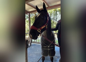 Oldenburgo Mestizo, Caballo castrado, 8 años, 168 cm, Negro
