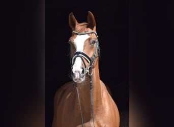 Oldenburgo, Caballo castrado, 8 años, 169 cm, Alazán