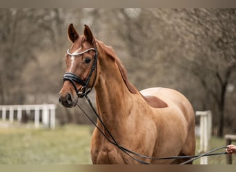 Oldenburgo, Caballo castrado, 8 años, 170 cm, Alazán