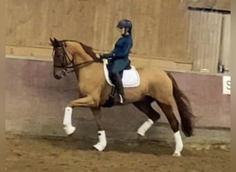 Oldenburgo, Caballo castrado, 8 años, 170 cm, Alazán