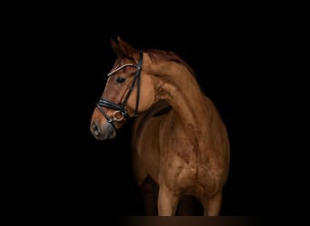 Oldenburgo, Caballo castrado, 8 años, 170 cm, Alazán