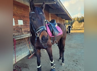 Oldenburgo, Caballo castrado, 8 años, 170 cm, Castaño