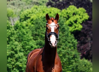 Oldenburgo, Caballo castrado, 8 años, 171 cm, Alazán
