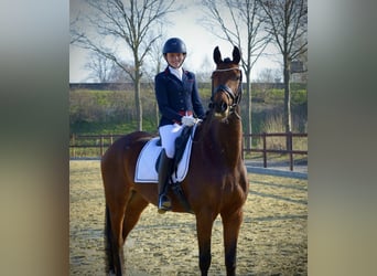 Oldenburgo, Caballo castrado, 8 años, 173 cm, Castaño rojizo