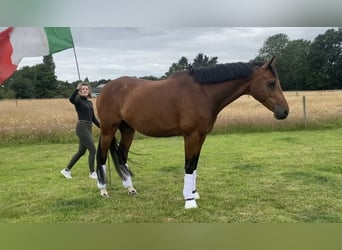 Oldenburgo, Caballo castrado, 8 años, 173 cm, Castaño rojizo