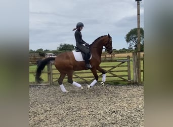 Oldenburgo, Caballo castrado, 8 años, 173 cm, Castaño rojizo