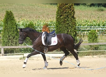Oldenburgo, Caballo castrado, 8 años, 173 cm, Negro