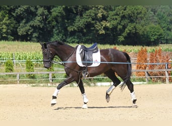 Oldenburgo, Caballo castrado, 8 años, 173 cm, Negro