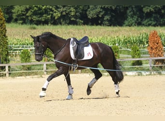 Oldenburgo, Caballo castrado, 8 años, 173 cm, Negro