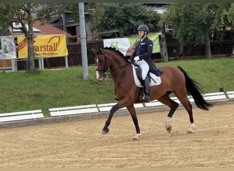 Oldenburgo, Caballo castrado, 8 años, 175 cm, Castaño