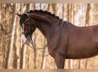 Oldenburgo, Caballo castrado, 8 años, 175 cm, Castaño