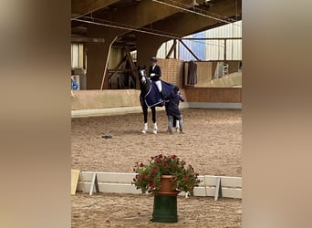 Oldenburgo, Caballo castrado, 8 años, 175 cm, Negro