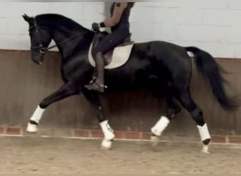 Oldenburgo, Caballo castrado, 8 años, 175 cm, Negro