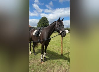 Oldenburgo, Caballo castrado, 8 años, 175 cm, Negro