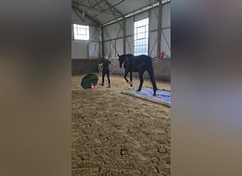 Oldenburgo, Caballo castrado, 8 años, 175 cm, Negro