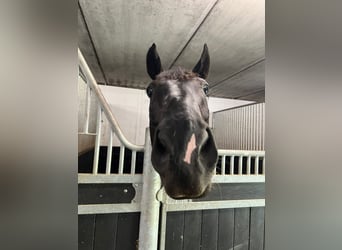 Oldenburgo, Caballo castrado, 8 años, 177 cm, Negro