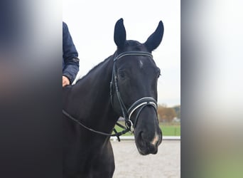 Oldenburgo, Caballo castrado, 8 años, 177 cm, Negro