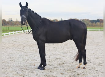 Oldenburgo, Caballo castrado, 8 años, 177 cm, Negro